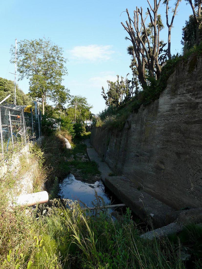 Rio Salivoli (Piombino) - rospi smeraldini in citt!